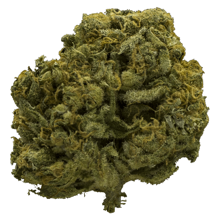 Charlotte’s Web – High CBD | BC Weed Edible Canada Charlotte’s Web – High CBD | BC Weed Edible Canada