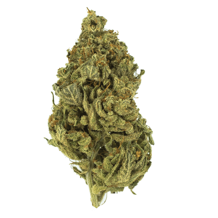 Chocolate Diesel | BC Weed Edible Canada