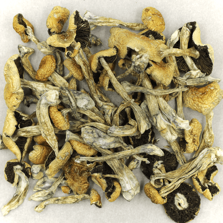 Puerto Rican | BC Weed Edible Canada Puerto Rican | BC Weed Edible Canada