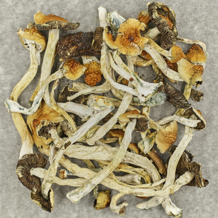 Apex (Psilocybe Cubensis) | BC Weed Edible Canada