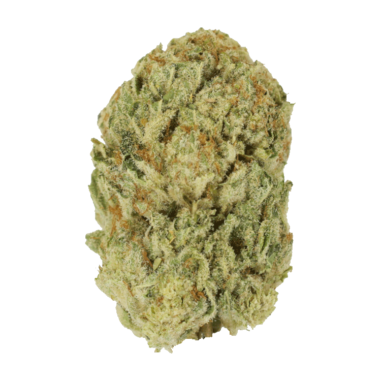 Trap Star | BC Weed Edible Canada Trap Star | BC Weed Edible Canada