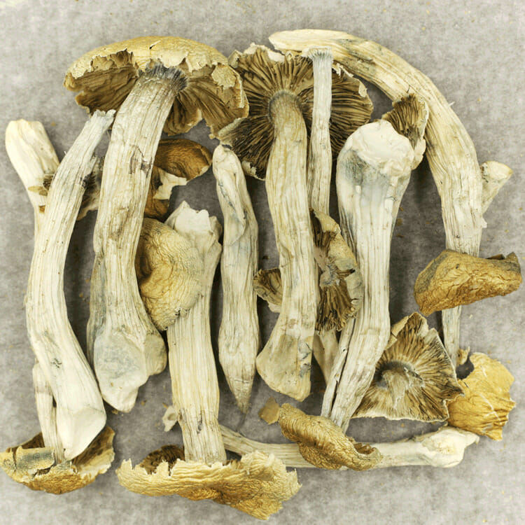 Jerry Garcia | BC Weed Edible Canada Jerry Garcia | BC Weed Edible Canada