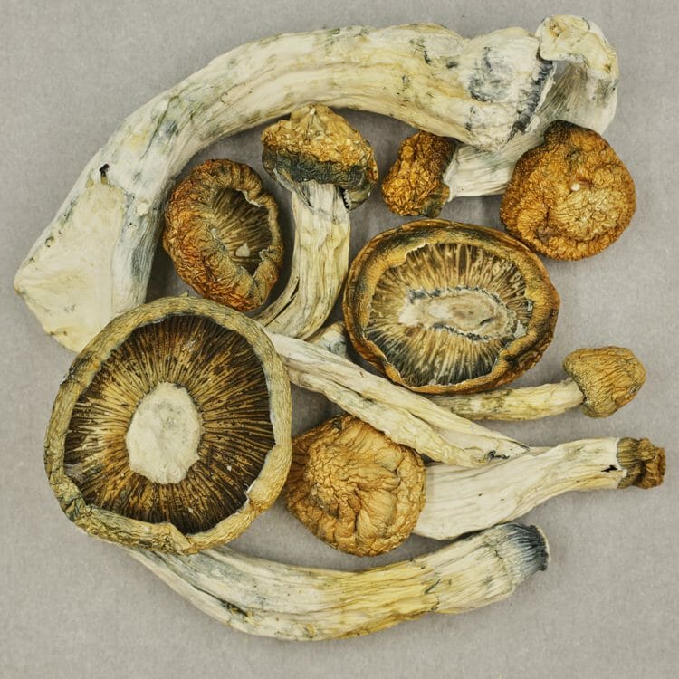 Thrasher | BC Weed Edible Canada Thrasher | BC Weed Edible Canada